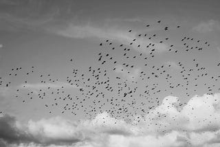 A flock of birds against a cloudy sky