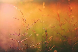 Beauty As the Radiance of Existence Itself :How awakening teaches us to see a more luminous world