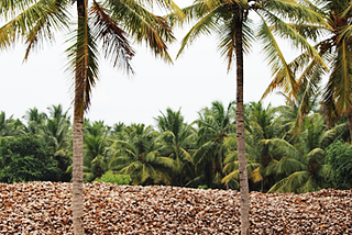 Coir Pith, Coco Peat Suppliers in Sri Lanka — Harish Coconut Products