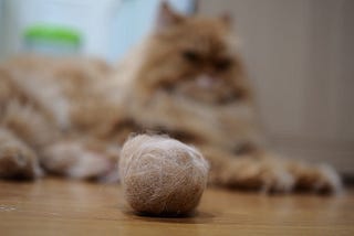 Cats’ Hairball Problem