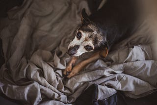 6 Reasons Why You Should Adopt a Senior Dog this Month