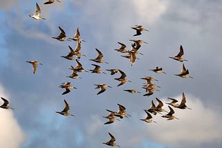 Overcoming Challenges in Multi-Agent Large Language Models: Strategies for Success