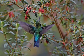 Protecting a Tiny Hummingbird in Ecuador