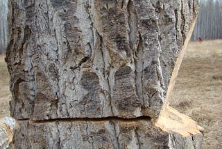 The Benefits of Tree Tipping and Felling