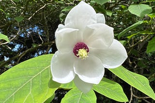 Tree of Sanity: The Birth of a Movement Mantra