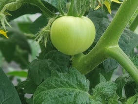 Five Tips For Growing Gorgeous Tomatoes