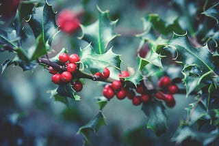 Celebrating Christmas — My Mini “Christmas Botanicals” Collection