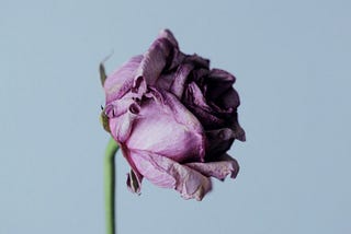 Withered flower