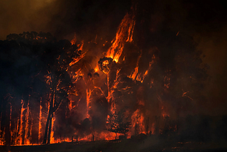 Australia is burning. What’s the best way to help?