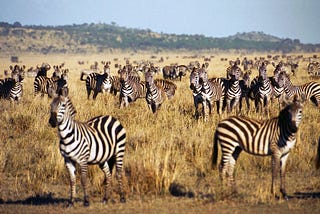 4 Days Serengeti & Ngorongoro Classic Safari Encounter.