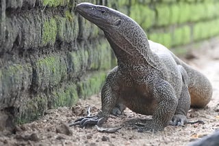 Large and curious black and gray monitor lizard exploring a mossy stone wall on dirt floor in enclosure