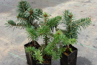 Nurturing Beauty: A Guide to Pruning Your Nordmann Fir Seedling