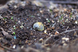 snail shell on a field
