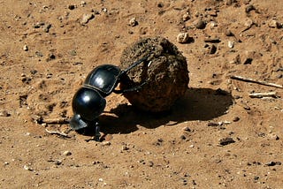 HOW TO FIND A MATE WHEN YOU SMELL LIKE DUNG