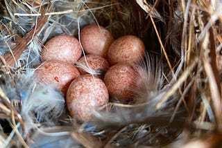 A house wren makes a home