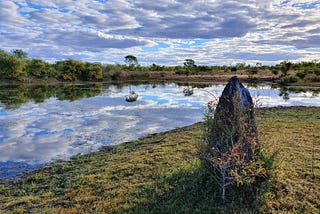 The Wonder of Wetlands