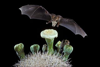 How bats fight poverty in Mexico