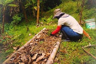 Growing Your Own Food: An Act of Rebellion
