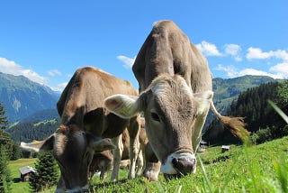 4 Reasons Why Less Meat Consumption Saves The Earth