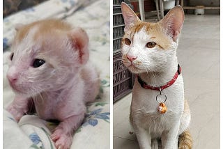 What An Abandoned Cat Taught Me In Almost a Year