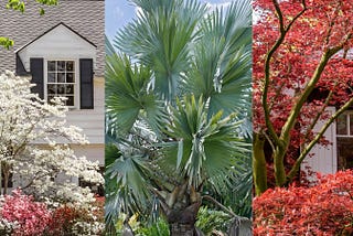 10 Low-Maintenance Trees for Urban Gardens