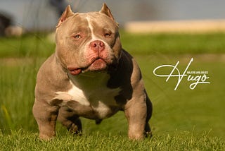 How to Find the Best American Bully Stud Service, Top Studs & Puppies for Sale