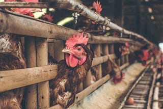 “Comer animales y sus derivados es necesario para mi desarrollo espiritual”