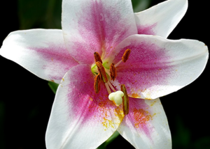 Image of Lilium LxO hybrid “Triumphator”