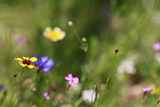 Butterflies & Humans: Migration