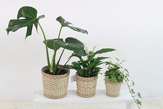 Easy To Grow Houseplants