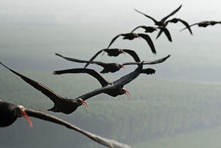 My Lockdown Journey Into the Future of Flight