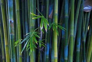How Your Personal Growth Relates To Chinese Bamboo