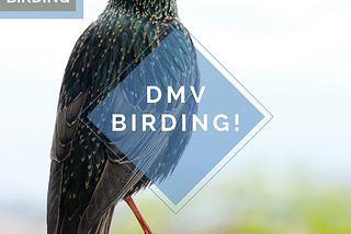 DMV Birding!