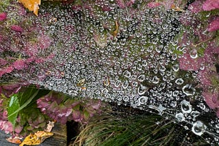 Autumn leaves in spiderwebs on hydrangea