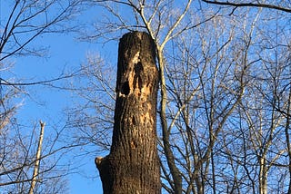 When is a dead tree not dead?
