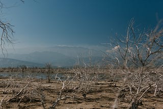 Dry plants on shore of calm reservoir