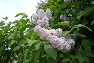 Lilacs