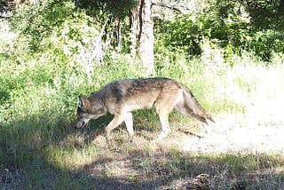 Wolf howls: what wolves are telling each other- and you- through howls