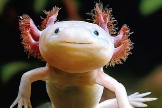 The Axolotl