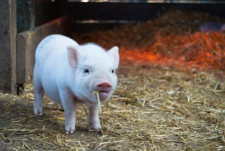 Choosing Wilbur Over Bacon