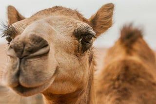 A close up image of a camel’s face, side on. Camel has long lashes.