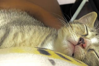 My 75 Hard Journey- Day 4: The Cat-tastrophe Day! 🐱