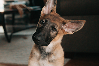 An adorable German Shepherd puppy staring with head tilted on one side.