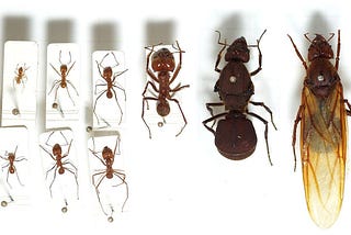 Ant Civilization: The Complex Society Below our Feet