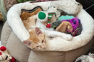 Picture of an orange kitten in a bed with an assortment of cat and dog toys.