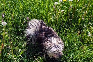 Elvis in the grass
