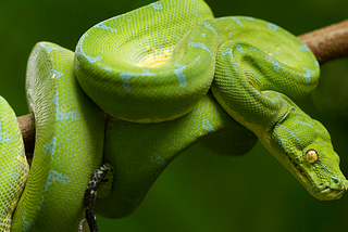Python: improve your code using named tuple