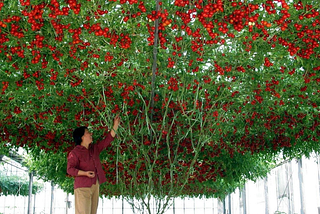 🇮🇹🍅 เมล็ดพันธุ์มะเขือเทศ “ต้นอิตาลี” – ทรงพุ่มสวย ผลดกจริง ปลูกแล้วต้องหลงรัก!