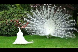 50 Most Beautiful Peacocks in the World || Beautiful Peacock || Rkush Purnima