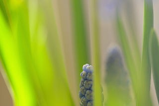spring, muscari (grape hyacinth) flowers in sunlight | © pockett dessert, muscari